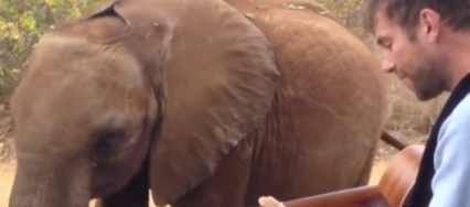 Damon Albarn Mr. Tembo elephant serenade Tanzania